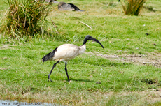 Molukkenibis (1 von 5).jpg